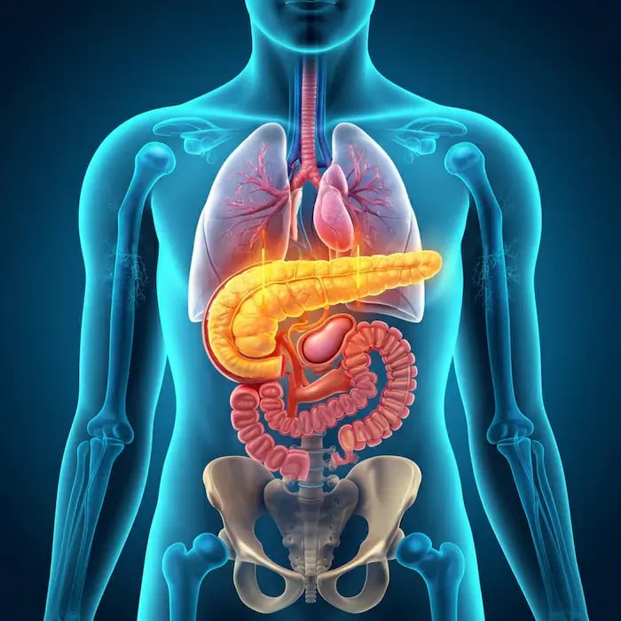 La glibenclamida actuando en el páncreas
