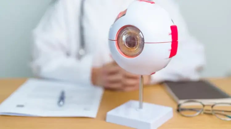 estructura-del-ojo-67c790924ec3f