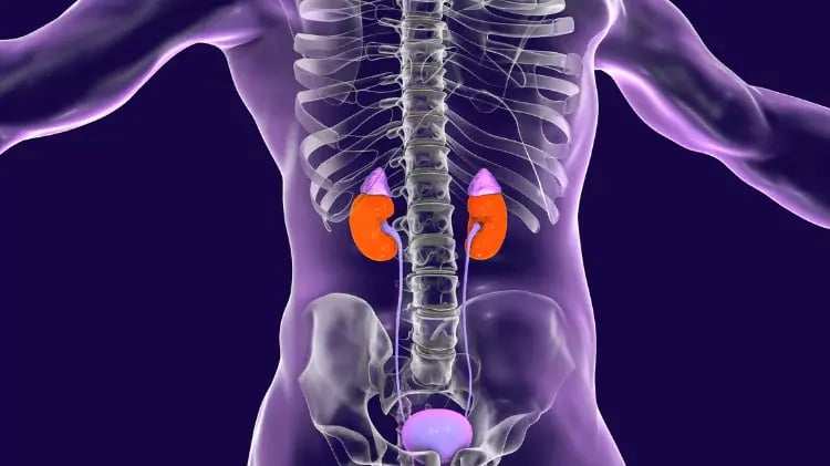 insuficiencia-renal-67d9d7d95c0b8